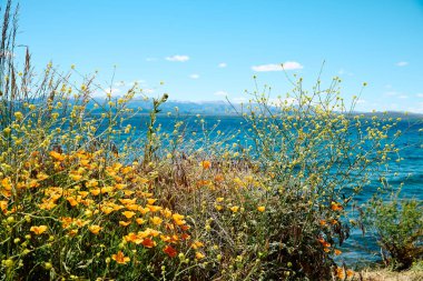 Mavi gölün turuncu gelincikleriyle kıyı, ufukta karla kaplı dağların manzarası, Bariloche Milli Parkı