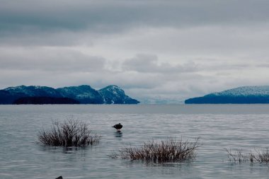 Yalnız bir ördekle kayalık bir sahil manzarası ve mavi bir gökyüzünün altındaki uzak dağların arka planında çalılar. Güney Amerika, San Carlos de Bariloche