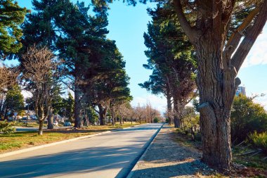 Uzun ağaçların ve çalıların arasındaki köy yolu. Patagonya. Rio zencisi. San Carlos de Bariloche