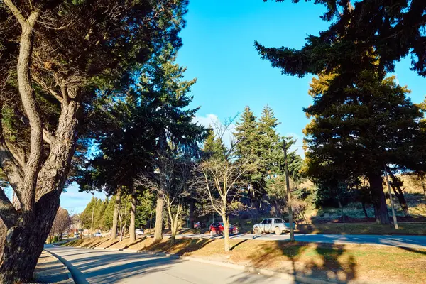 Uzun ağaçların ve çalıların arasındaki köy yolu. Patagonya. Rio zencisi. San Carlos de Bariloche