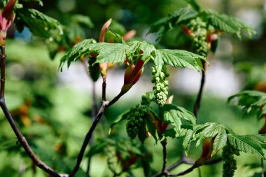 Acer macrophyllum Pursh tree close up clipart