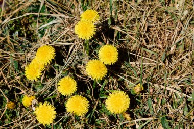 Çiçeklerin dilinde karahindiba - mutluluk, gülümseme, hayatın neşesi