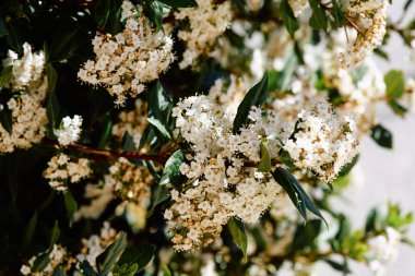 Tıbbi özellikleri var. Aktif bileşenler viburnin ve tanen..