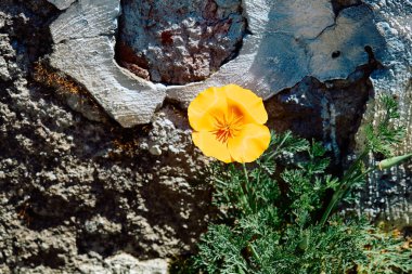 Turuncu gelincik çiçeği, gölün kıyısındaki taş bir duvarın arka planında.