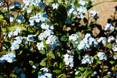 The perennial forget-me-not flower spreads easily, reproducing freely by self-seeding, allowing more wildflowers to grow and bloom in shady places where small seeds can fall clipart