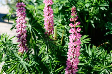 Lupine arborescens is not the most common plant, although its herbaceous relative is widely used for decorative purposes clipart