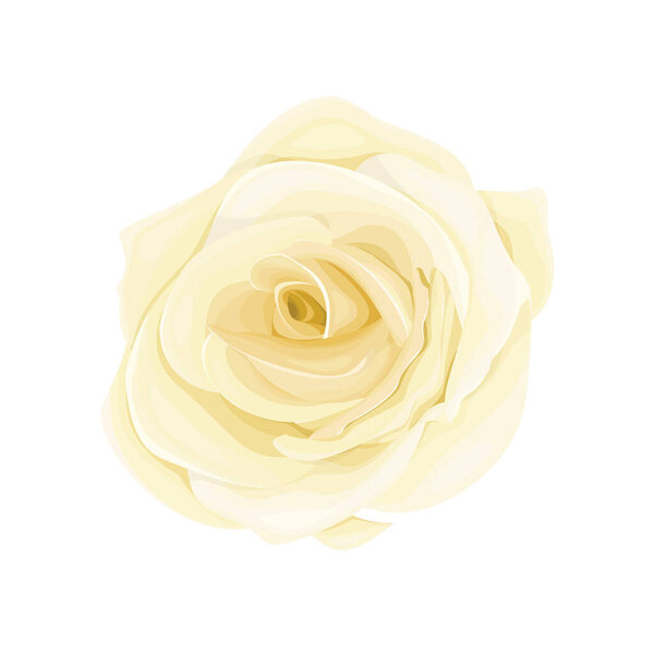 Vector blooming rose on the white background