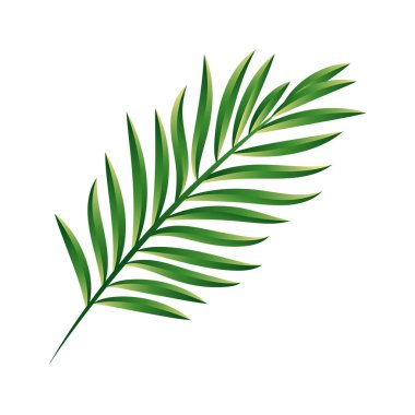 Beyaz arkaplanda izole edilmiş vektör palmiye dalı