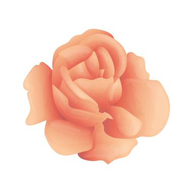 Vektör güzel sarı gül çiçeği vektör illüstrasyonu