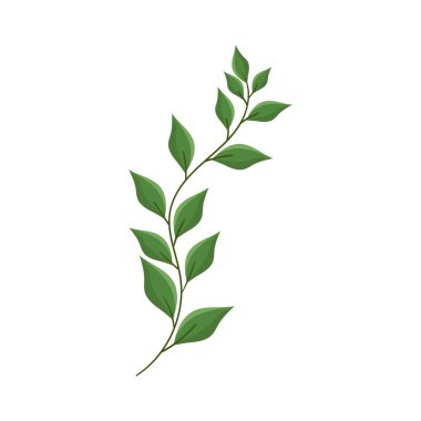 Beyaz arkaplanda yaprakları izole edilmiş vektör el çizimi