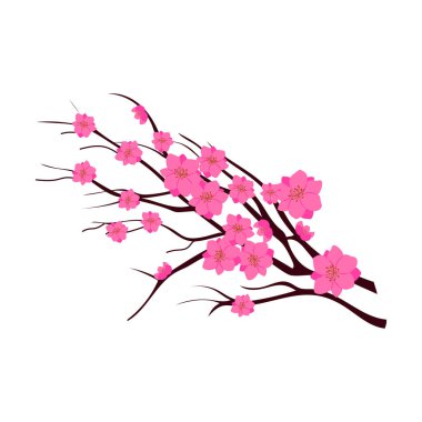 Beyaz arkaplanda kiraz çiçeği dalı