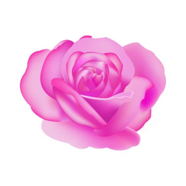 Beyaz arkaplanda izole edilmiş vektör pembe gül çiçekleri