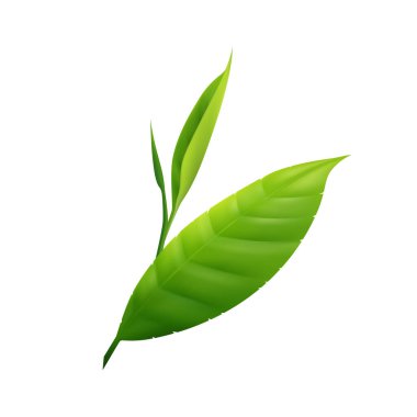 Beyaz üzerine izole edilmiş gerçekçi yeşil çay yaprağı
