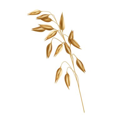 Vektör mısır gevreği, yulaf filizi, arpa kulağı, buğday ya da çavdar.