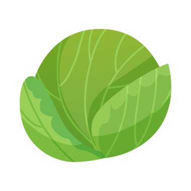 Düz bir tarlada lahananın vektör çizimi. Taze sebze. Sadece bahçeden sağlıklı yiyecekler.