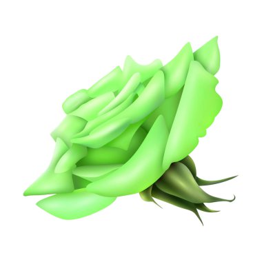 Beyaz arkaplanda vektör büyük yeşil gül