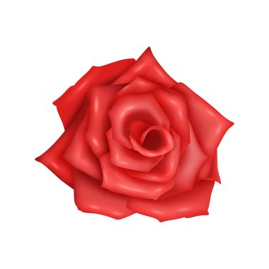Kırmızı çiçek izole edilmiş vektör gül gerçekçi