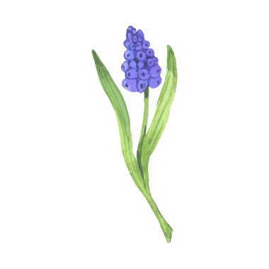Vektör ilkbahar çiçekleri mavi muscari suluboya çizimi