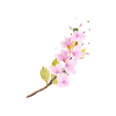 Vektör suluboya kiraz çiçeği dal illüstrasyonu