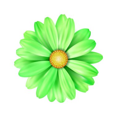 Beyaz arkaplanda yeşil bir ayçiçeği taşıyın