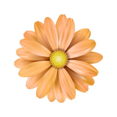 Beyaz arkaplanda turuncu bir ayçiçeği taşıyın