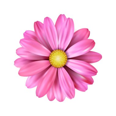 Beyaz arkaplanda pembe bir ayçiçeği taşıyın