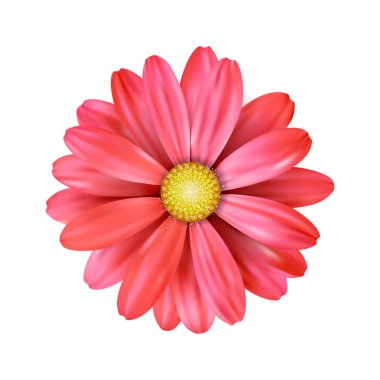 Beyaz arkaplanda kırmızı bir ayçiçeği taşıyın