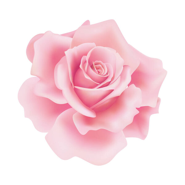 Vector pink rose flower on isolated background