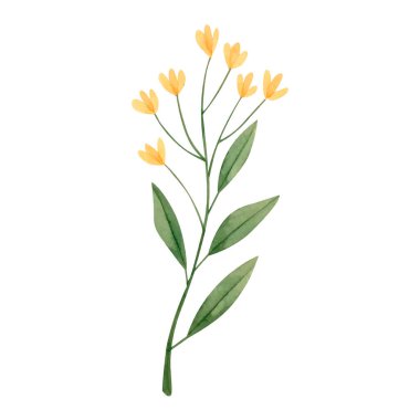 Beyaz üzerine izole edilmiş suluboya bitkiler ve çiçekler