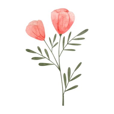 Beyaz üzerine izole edilmiş suluboya bitkiler ve çiçekler