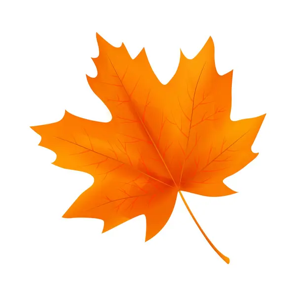 Beyaz arkaplanda izole edilmiş yaprağın vektör çizimi