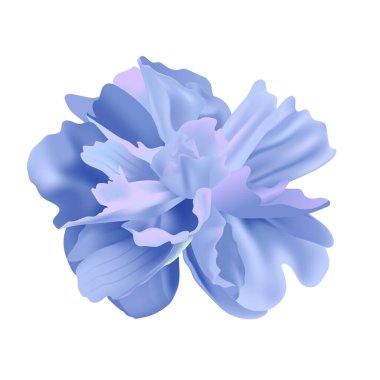 Beyaz arkaplan dizaynında vektör çiçeği