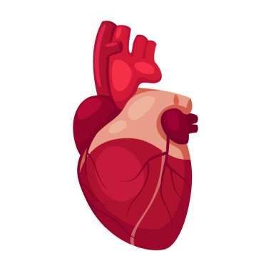 Beyaz arkaplanda izole edilmiş vektör insan kalbi