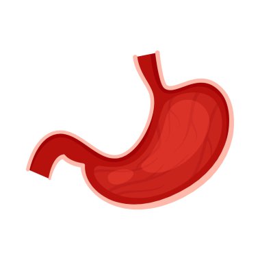 Midesi olan insan iç organını yönlendir