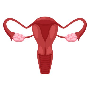 Beyazlı kadınlar için vektör adet döngüsü