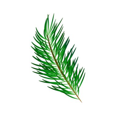 Şeffaf arkaplanda vektör noel şubesi izole edildi. gerçekçi noel ağacı