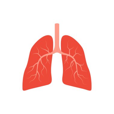 Vektör akciğerler insan organı illüstrasyonu