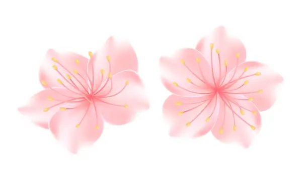 Vektör gerçekçi sakura ya da kiraz çiçeği