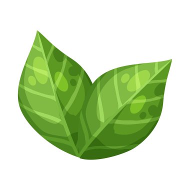 Beyaz arkaplanda bitki yaprağı çizimi