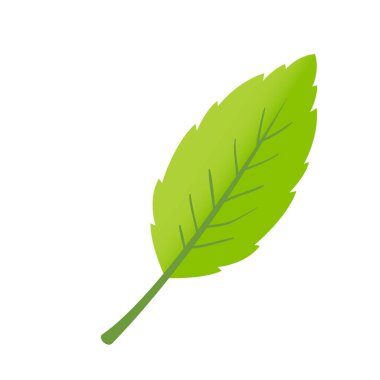 Beyaz arkaplanda yaprak bitkisi yaprakları