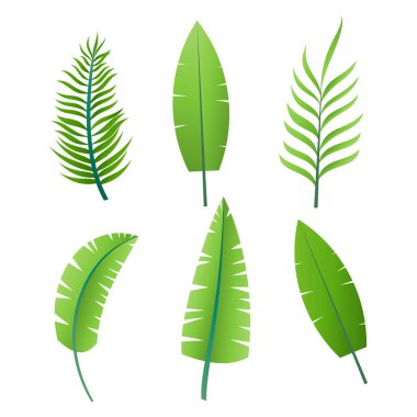 Beyaz arkaplanda el çizimi palmiye yaprakları koleksiyonu