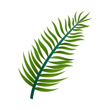 Beyaz arkaplanda el çizimi palmiye yaprakları