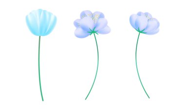 Beyaz arkaplanda gerçekçi kiraz çiçeği çizimi