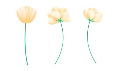 Beyaz arka planda gerçekçi kiraz çiçekleri