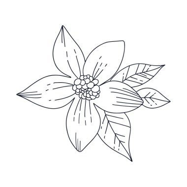 Estetik dekoratif çizgiler beyaz yapraklı çiçeklerin çizimi