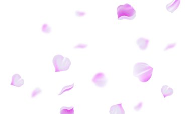 Beyaz arka plan dizaynı üzerinde uçan Sakura yaprakları