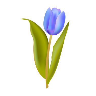 Bahar çiçeği lale çizimi beyaza izole edilmiş.