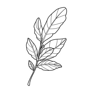 Botanik yaprağı kır çiçeği çizgisi beyaz arka planda.