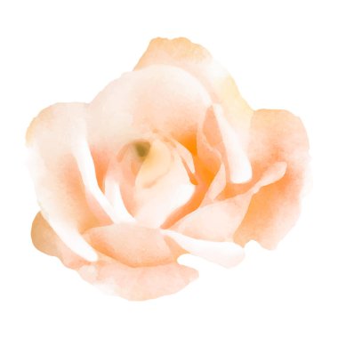 Ayrıntılı suluboya çiçek illüstrasyonu, zarif suluboya bahar çiçeği