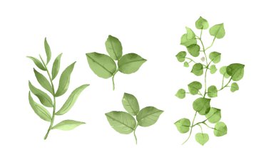 Elle boyanmış yapraklar suluboya, suluboya beyaz arkaplanda resim koleksiyonu bırakıyor